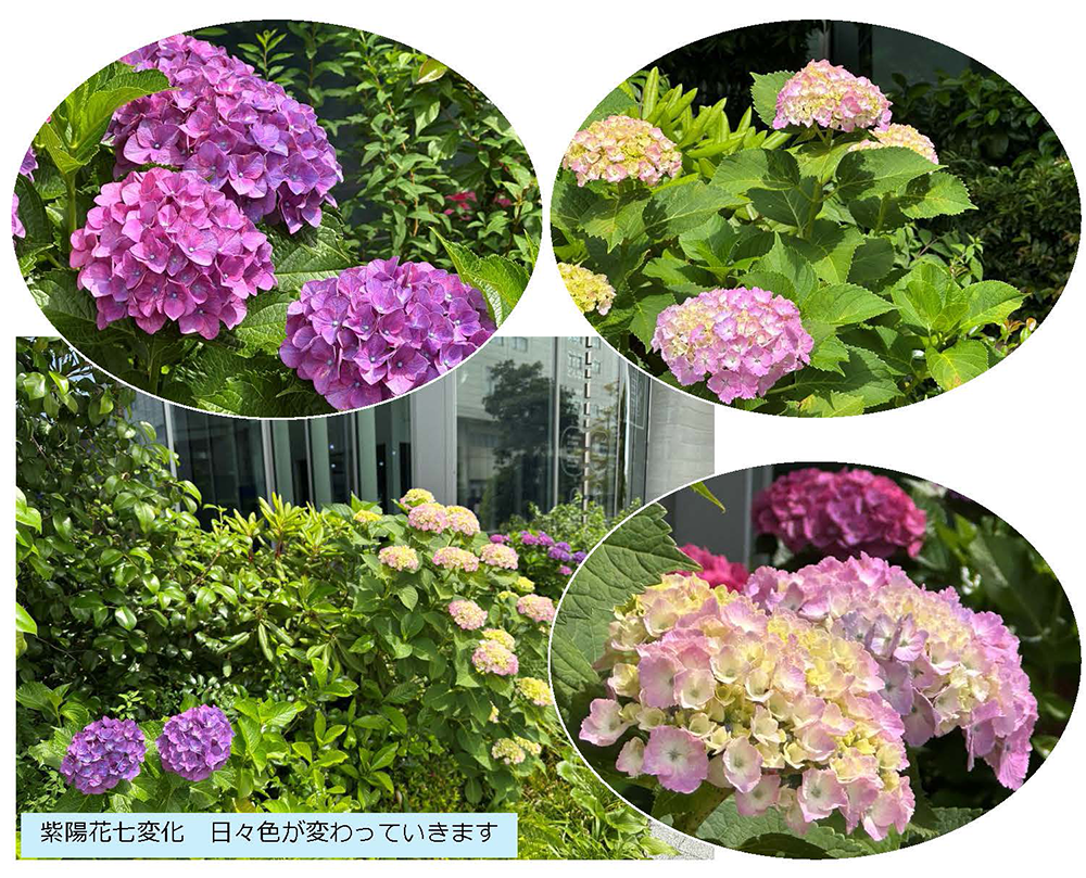 紫陽花七変化　日々色が変わっていきます