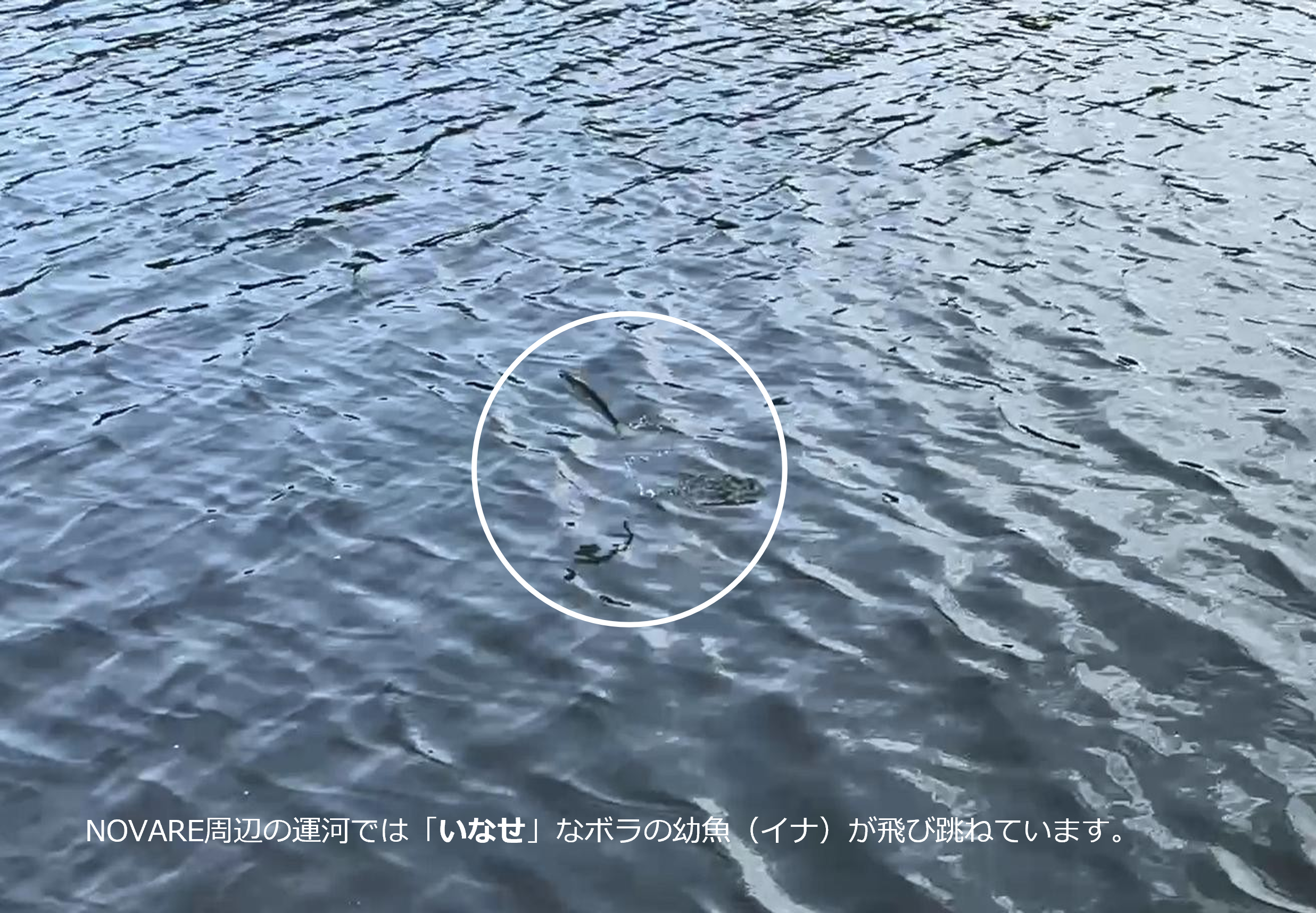 ボラの幼魚